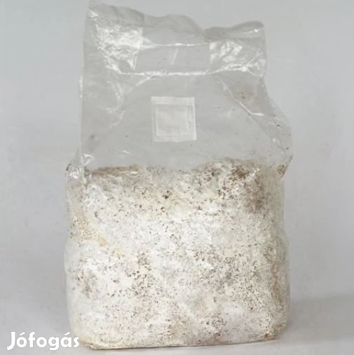 1 Liter Késői Laska Pleurotus Ostreatus Gombacsíra 6246